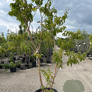 Heptacodium miconioides 200-250 cm container meerstammig