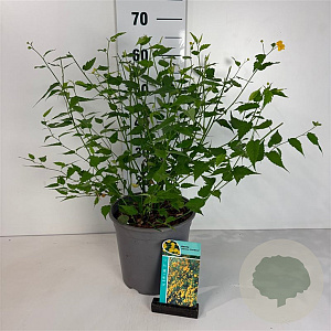 Kerria jap. 'Pleniflora' 50-60 cm 6,5L
