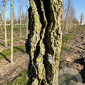 Liquidambar styraciflua 14-16 HO container