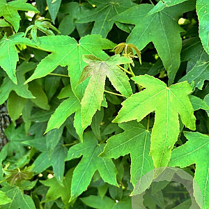 Liquidambar styraciflua 14-16 HO container