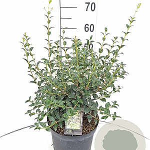 Osmanthus burkwoodii 40-60 cm 7,5L