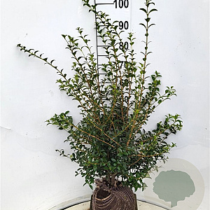 Osmanthus burkwoodii 80-100 cm met kluit
