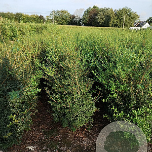 Osmanthus burkwoodii 80-100 cm met kluit