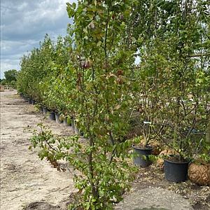 Parrotia persica 200-250 cm container meerstammig