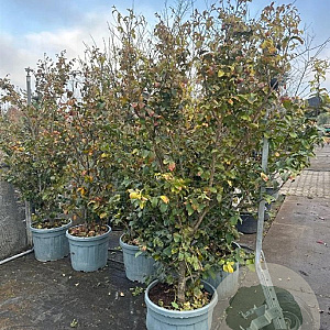 Parrotia persica 200-250 cm container meerstammig
