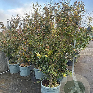 Parrotia persica 200-250 cm container meerstammig