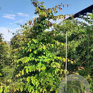 Parrotia persica 250-300 cm container meerstammig