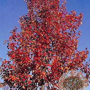 Pyrus calleryana 'Chanticleer' 12-14 HO container