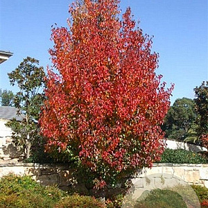 Pyrus calleryana 'Chanticleer' 12-14 HO container