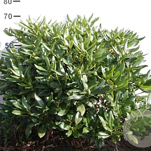 Rhododendron 'Cunningham's White' 60-80 cm met kluit