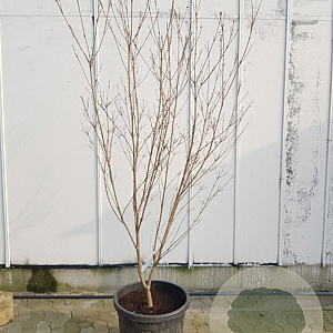 Cornus k. 'Milky Way' 175-200 cm container meerstammig