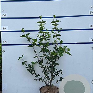 Cornus mas 100-125 cm 7,5L solitair