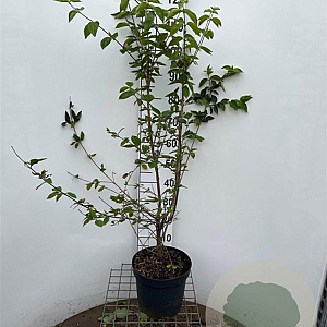 Cornus mas 100-125 cm 7,5L solitair