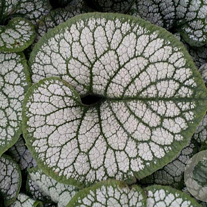 Brunnera macr. 'Sea Heart' GM P9