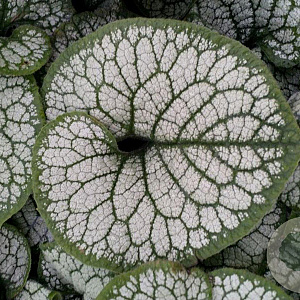 Brunnera macr. 'Sea Heart' GM P9