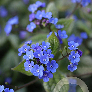 Brunnera macr. 'Sea Heart' GM P9