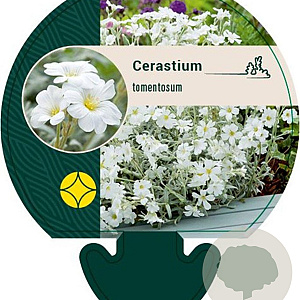 Cerastium tomentosum GM P9