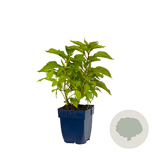 Eupatorium purpureum GM  P11