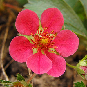 Fragaria 'Swissheart' GMC1
