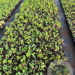 Geranium 'Tiny Monster' GM P9