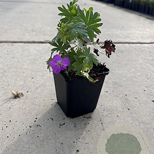 Geranium 'Tiny Monster' GM P9