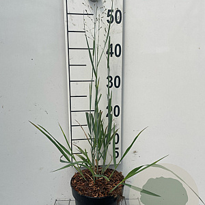 Panicum virgatum 'Heavy Metal' GM 2,0L
