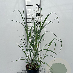 Panicum virgatum 'Heavy Metal' GM 2,0L