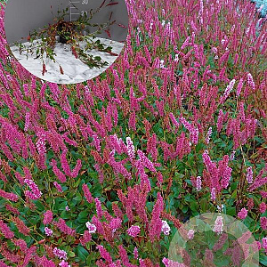 Persicaria aff. 'Darjeeling Red' GM 2,0L