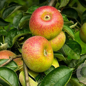 Malus domestica 'Court-Pendu' 25-30 HO draadkluit