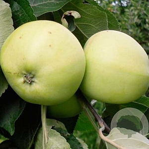 Malus domestica 'Yellow Transparent' 30-35 HO draadkluit