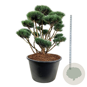 Pinus sylv. 'Watereri' 150-175 cm cont. 500L bonsai
