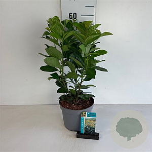 Prunus l. Etna 50-60 cm 35L