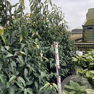 Prunus lusitanica 150-175 cm met kluit
