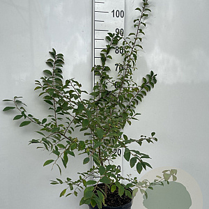 Prunus spinosa 100-125 cm 7,5L solitair