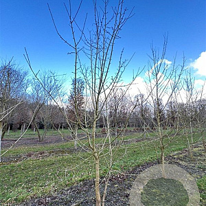 Acer campestre 400-450 cm draadkluit meerstammig