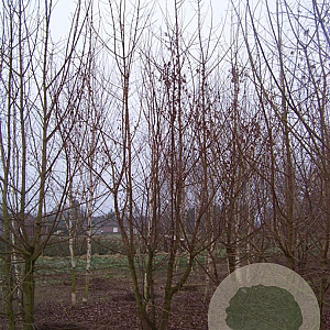 Acer campestre 450-500 cm draadkluit meerstammig