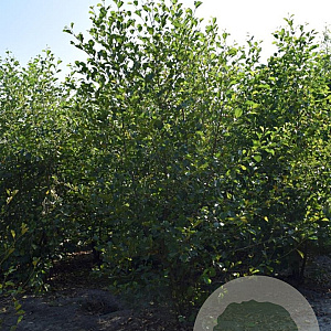 Alnus glutinosa 200-250 cm draadkluit meerstammig