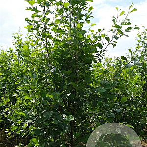 Alnus glutinosa 250-300 cm draadkluit meerstammig