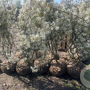 Amelanchier lamarckii 175-200 cm container meerstammig