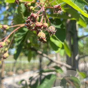 Amelanchier lamarckii 175-200 cm container meerstammig