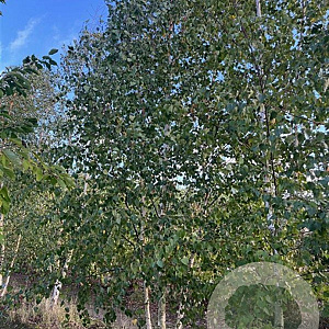 Betula pendula 500-600 cm draadkluit meerstammig