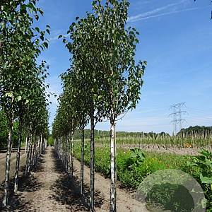 Betula albosin. 'Fascination' 20-25 HO draadkluit