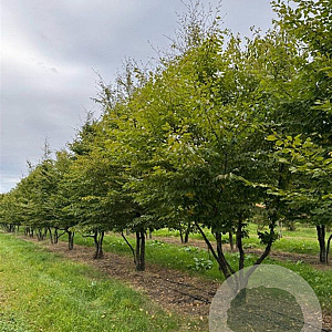 Carpinus betulus 500-600 cm draadkluit meerstammig