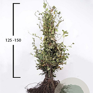 Fagus sylvatica 125-150 cm wortelgoed