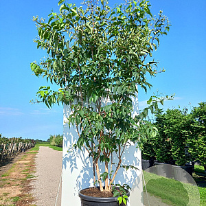 Heptacodium miconioides 300-350 cm cont. 110L meerstammig
