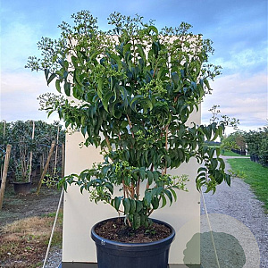 Heptacodium miconioides Tianshan 125-150 cm container meerstammig