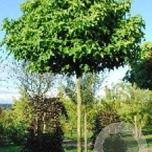 Liquidambar s. 'Gum Ball' 14-16 HO draadkluit boven vered. 225 cm stam