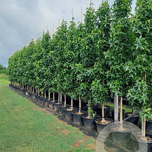 Liquidambar s. 'SlenderSilhouette' 10-12 cm container BEVEERD