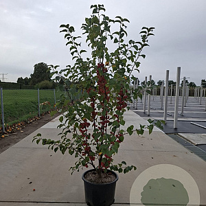 Malus 'Evereste' 150-175 cm container meerstammig