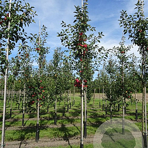 Malus 'Red Sentinel' 12-14 HO draadkluit lei 150x120